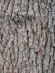 Une écorce brute de chêne