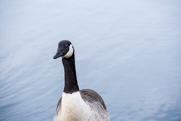 Obraz premium Canada Goose stands by a lake with calm water