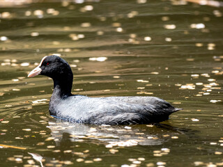 Eurasian coot swimming in a pond