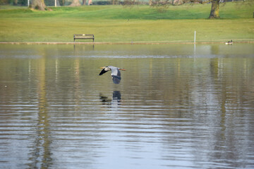 Grey Heron or Ardea Cinerea in flight over a lake