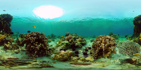 Naklejka na ściany i meble Tropical Seascape Underwater Life. Tropical underwater sea fish. Philippines. 360 panorama VR