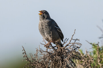 Carbonated Sierra Finch, Argentine endemic specie, Patagonia, Argentina