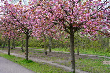 Kirschblüte am Berliner Mauerweg in der Bornholmer Straße