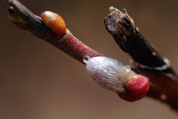 close up of a branch of a pussy willow tree.  Water drops on the buds in early spring.  From my backyard in Windsor in Broome County in Upstate NY.  Perfect round spheres of water on white bud.