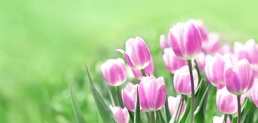 beautiful pink Tulips flowers on green spring natural background. spring season concept. template for design, copy space