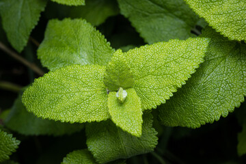 Fresh Wild mint growing. Mentha longifolia