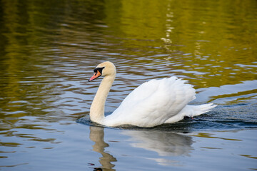 White swan swimming in a lake with reflections