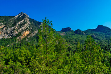 mountains and evergreen forest on a sunny summer day