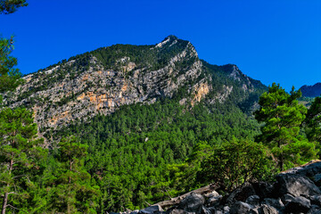 mountains and evergreen forest on a sunny summer day