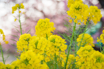 菜の花と桜