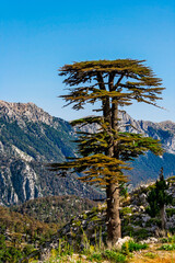 Fototapeta na wymiar big old pine trees in the mountains a sunny summer dno
