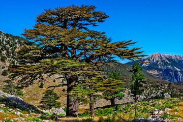 big old pine trees in the mountains a sunny summer dno