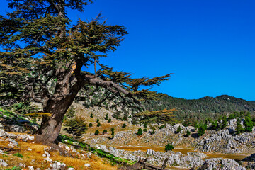 big old pine trees in the mountains a sunny summer dno
