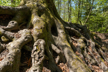 Grosse knorrige Wurzeln einer Buche im Wald