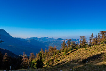 big old pine trees in the mountains a sunny summer dno