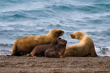 Fototapeta premium Female Sea Lion mother and pup, Peninsula Valdes, Patagonia, Argentina