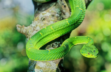 Bothriechis lateralis