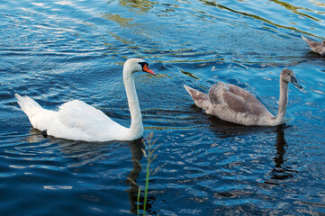white swans group on the lake swim well under the bright sun