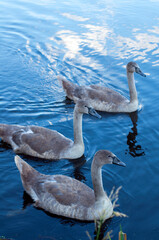 white swans group on the lake swim well under the bright sun