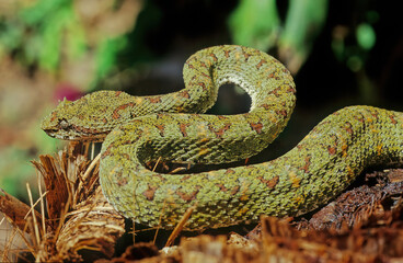 Bothriechis schlegelii