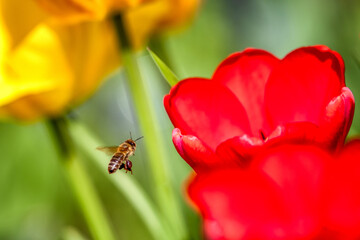 Flying bee and red tulip flower