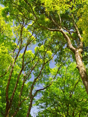 新緑の公園の楠木と青空