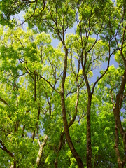 新緑の公園の楠木と青空