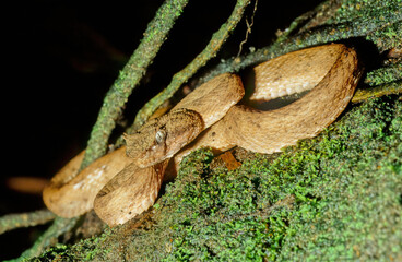 Bothriechis schlegelii