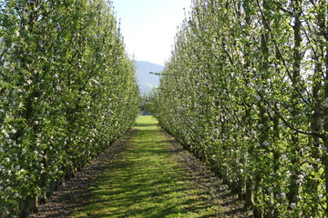 Fototapeta na wymiar Tree avenue of blossoming apple trees in springtime