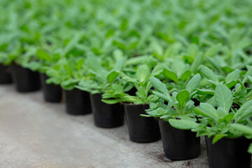 Agricultural business, modern greenhouse and spring sale