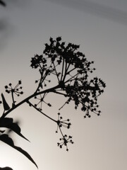 branch silhoutte