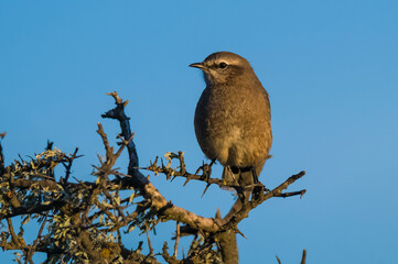 Patagonian Mockingbird, Peninsula Valdes,Patagonia, Argentina