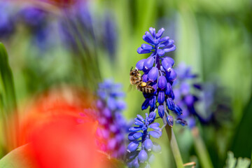 Honey bee on violet flower