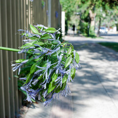 plant with blue leaf