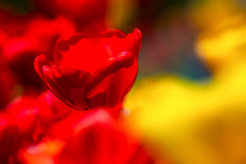 Red and yellow tulip flowers