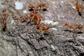 Close up small red ants on brown dry twig