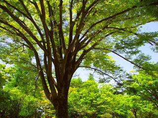 新緑の公園の欅の大木