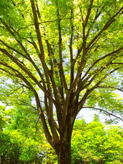 Fototapeta premium 新緑の公園の欅の大木