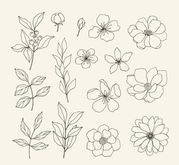 Set of hand drawn floral elements