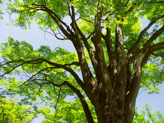 Fototapeta premium 新緑の公園の欅の大木