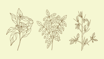 Set of hand drawn essential oil plants. Neroli, francincense, myrrh illustration