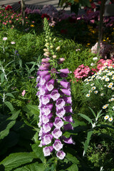 Fototapeta premium Sydney Australia, mauve foxglove flowering spike