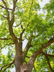 新緑の公園の楠木