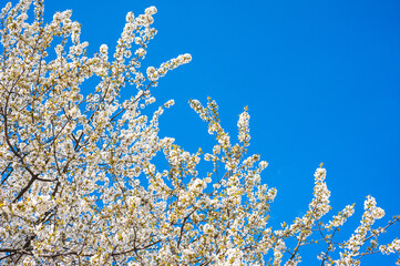 White cherry blossoms on a sunny day. Background, banner