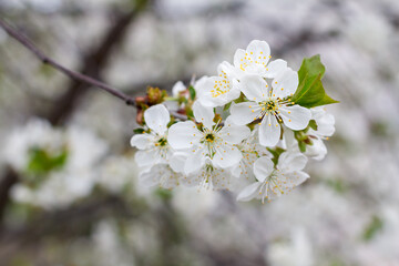Branch of cherry tree in the period of spring flowering.