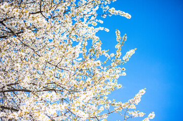 White cherry blossoms on a sunny day. Background, banner