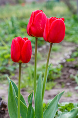 Tulips growing on a flowerbed in the garden