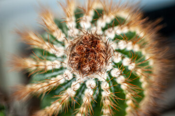 Exotic desert plants. Cactus. Background, banner