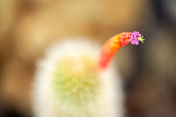 Exotic desert plants. Cactus. Background, banner