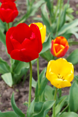 Fototapeta premium Tulips growing in the garden with blurred background.